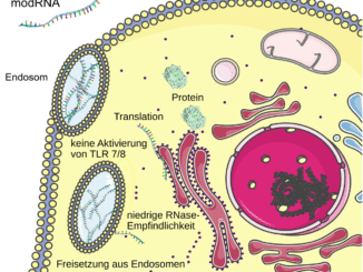 Scientific illustration of RNA and mRNA doing stuff inside a cell.