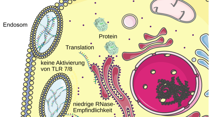 Scientific illustration of RNA and mRNA doing stuff inside a cell.