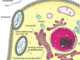Scientific illustration of RNA and mRNA doing stuff inside a cell.