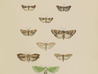 Scientific illustration of moths, orange and brown and green and black, pictured as if flying in tight formation.