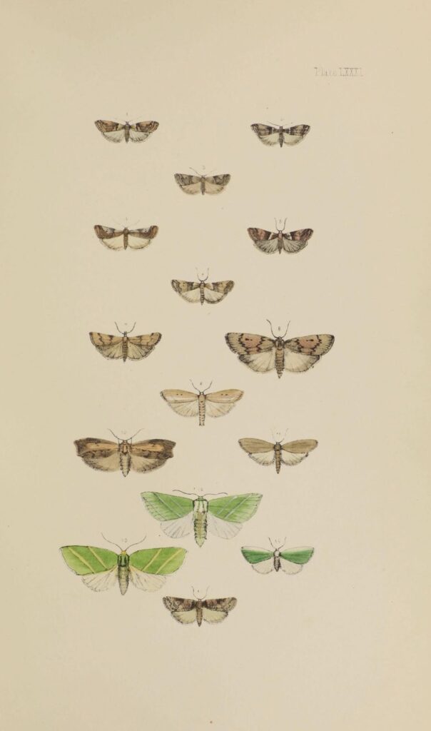 Scientific illustration of moths, orange and brown and green and black, pictured as if flying in tight formation.