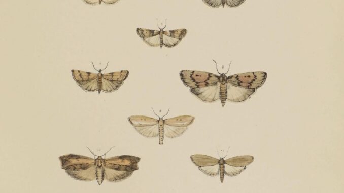 Scientific illustration of moths, orange and brown and green and black, pictured as if flying in tight formation.