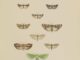 Scientific illustration of moths, orange and brown and green and black, pictured as if flying in tight formation.