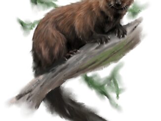 Scientific illustration of a fisher or fisher cat, a weasel relative that hunts in the woods of North America. Brown, sleek, looking down from a branch, curious and intense.