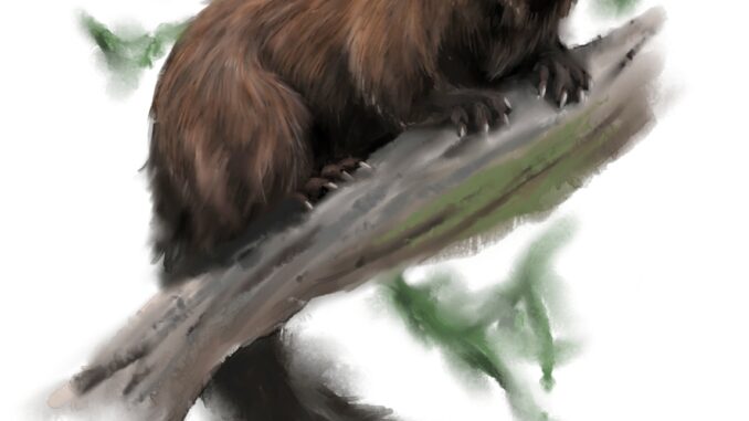 Scientific illustration of a fisher or fisher cat, a weasel relative that hunts in the woods of North America. Brown, sleek, looking down from a branch, curious and intense.