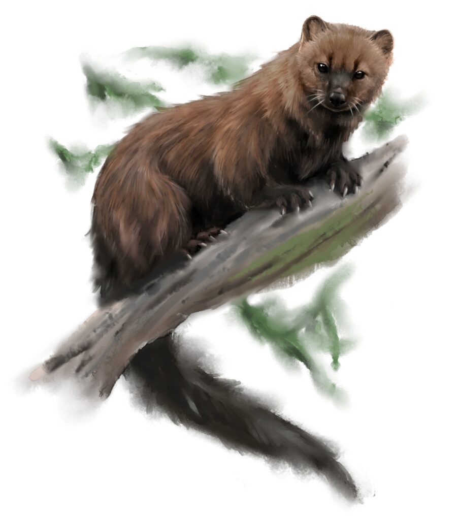 Scientific illustration of a fisher or fisher cat, a weasel relative that hunts in the woods of North America. Brown, sleek, looking down from a branch, curious and intense.
