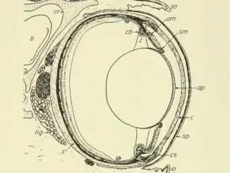 Scientific illustration of the inside of a snake's eye - lens, cornea, retina in black and white.