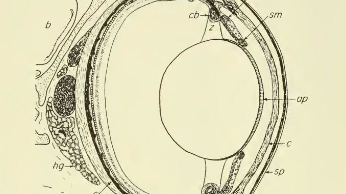Scientific illustration of the inside of a snake's eye - lens, cornea, retina in black and white.
