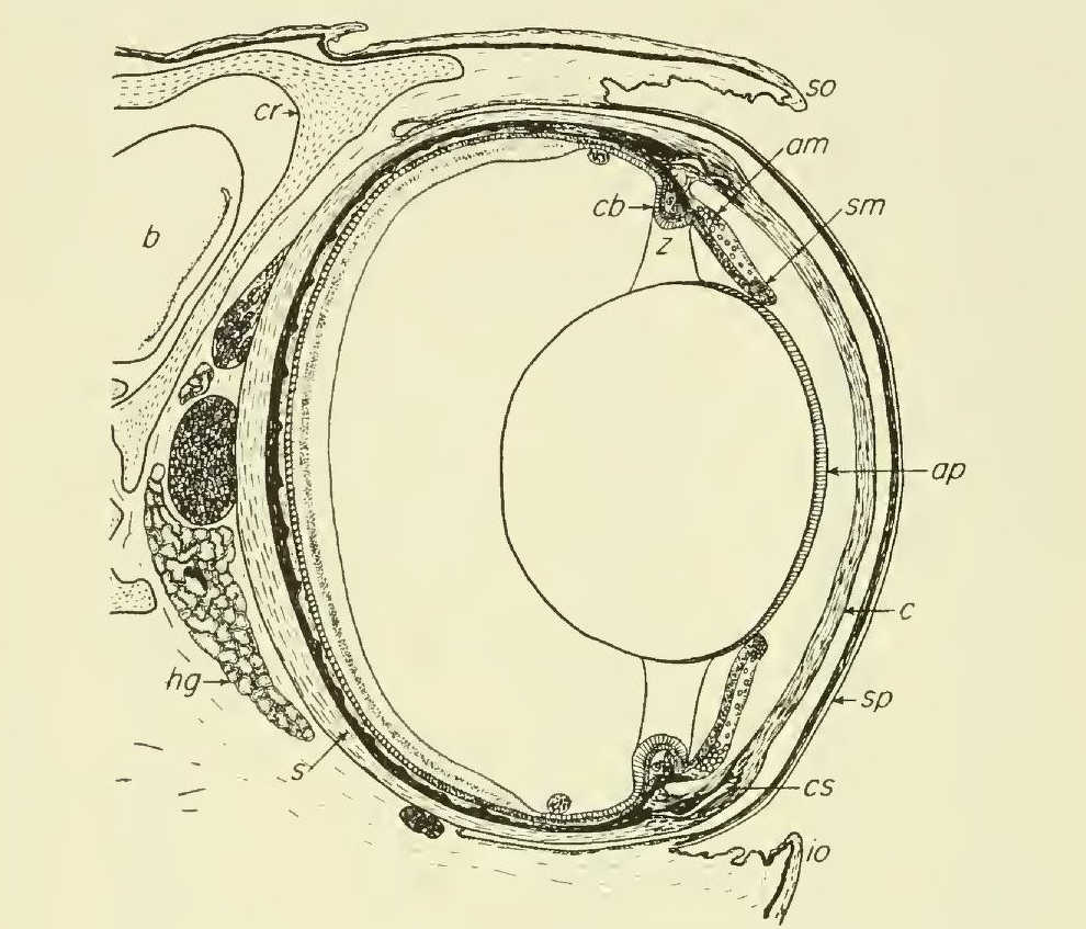Scientific illustration of the inside of a snake's eye - lens, cornea, retina in black and white.
