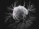 A cell, grey and lumpy, sends out white fibers against a black background.
