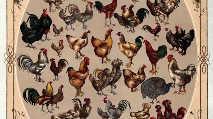 A scientific illustration of chicken breeds, in the form of an ornate oval frame bursting with proud and colorful domestic birds - 52 of them, to be precise.