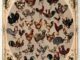 A scientific illustration of chicken breeds, in the form of an ornate oval frame bursting with proud and colorful domestic birds - 52 of them, to be precise.