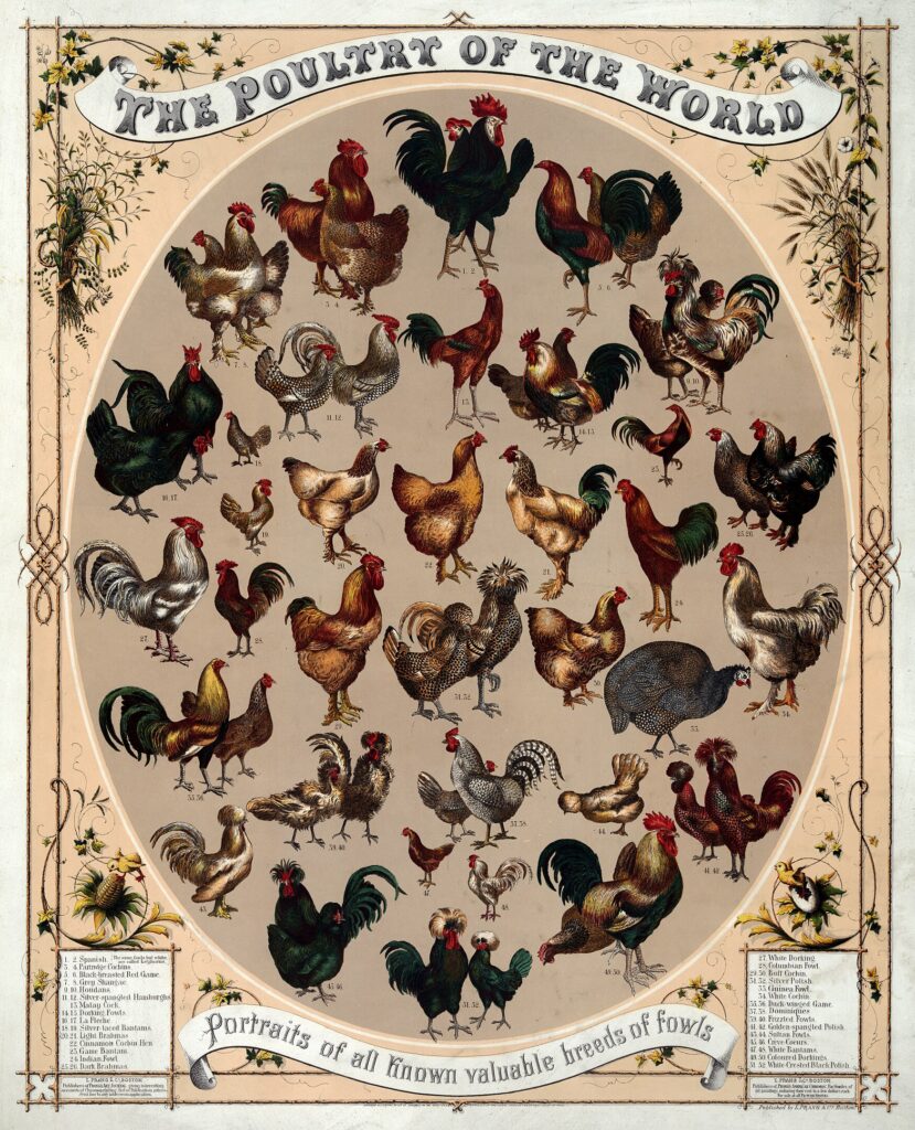 A scientific illustration of chicken breeds, in the form of an ornate oval frame bursting with proud and colorful domestic birds - 52 of them, to be precise.