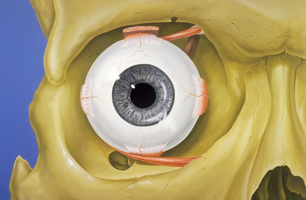 Scientific illustration of a human eye, a blue eye looking out from a yellow skull, the pink muscles attaching it to the optic arch of the eye socket.