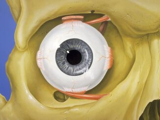 Scientific illustration of a human eye, a blue eye looking out from a yellow skull, the pink muscles attaching it to the optic arch of the eye socket.