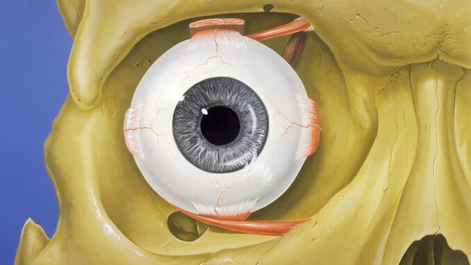 Scientific illustration of a human eye, a blue eye looking out from a yellow skull, the pink muscles attaching it to the optic arch of the eye socket.