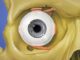 Scientific illustration of a human eye, a blue eye looking out from a yellow skull, the pink muscles attaching it to the optic arch of the eye socket.