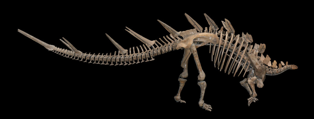 Scientific illustration of a Kentrosaurus, a relative of a Stegosaurus, pale bones on a black background.