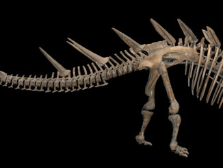 Scientific illustration of a Kentrosaurus, a relative of a Stegosaurus, pale bones on a black background.