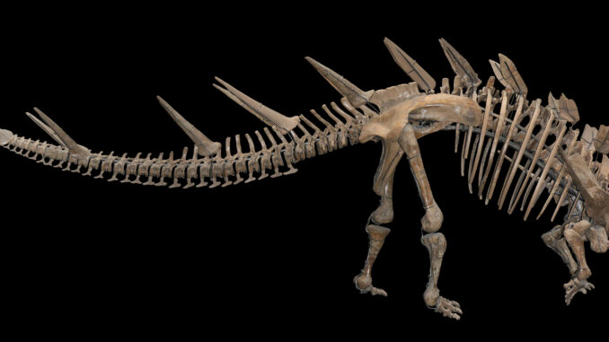 Scientific illustration of a Kentrosaurus, a relative of a Stegosaurus, pale bones on a black background.