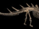 Scientific illustration of a Kentrosaurus, a relative of a Stegosaurus, pale bones on a black background.