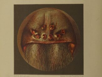 Scientific illustration of a spider's face as seen under a microscope, rows of eyes symmetrically arrayed over large mandibles.