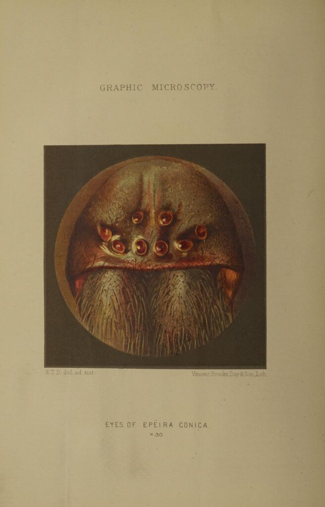 Scientific illustration of a spider's face as seen under a microscope, rows of eyes symmetrically arrayed over large mandibles.
