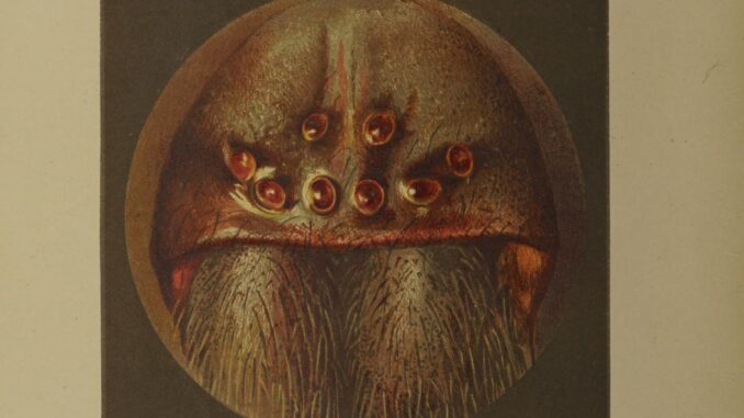 Scientific illustration of a spider's face as seen under a microscope, rows of eyes symmetrically arrayed over large mandibles.