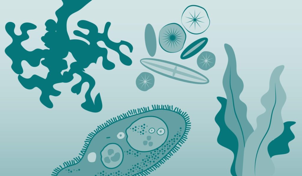 Scientific illustration of microbes in a simplified style, almost like a clothing pattern from the 1970s.