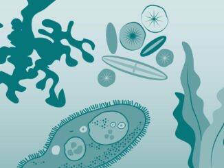 Scientific illustration of microbes in a simplified style, almost like a clothing pattern from the 1970s.