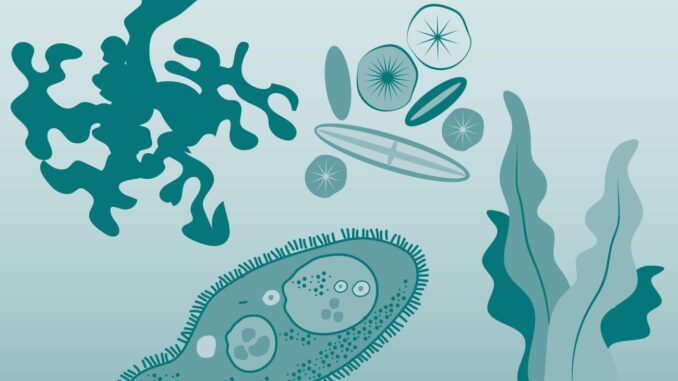 Scientific illustration of microbes in a simplified style, almost like a clothing pattern from the 1970s.