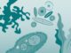 Scientific illustration of microbes in a simplified style, almost like a clothing pattern from the 1970s.