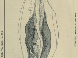 Scientific illustration of fish guts, the innards of a whitefish in black and white ink. It's very ... organic.