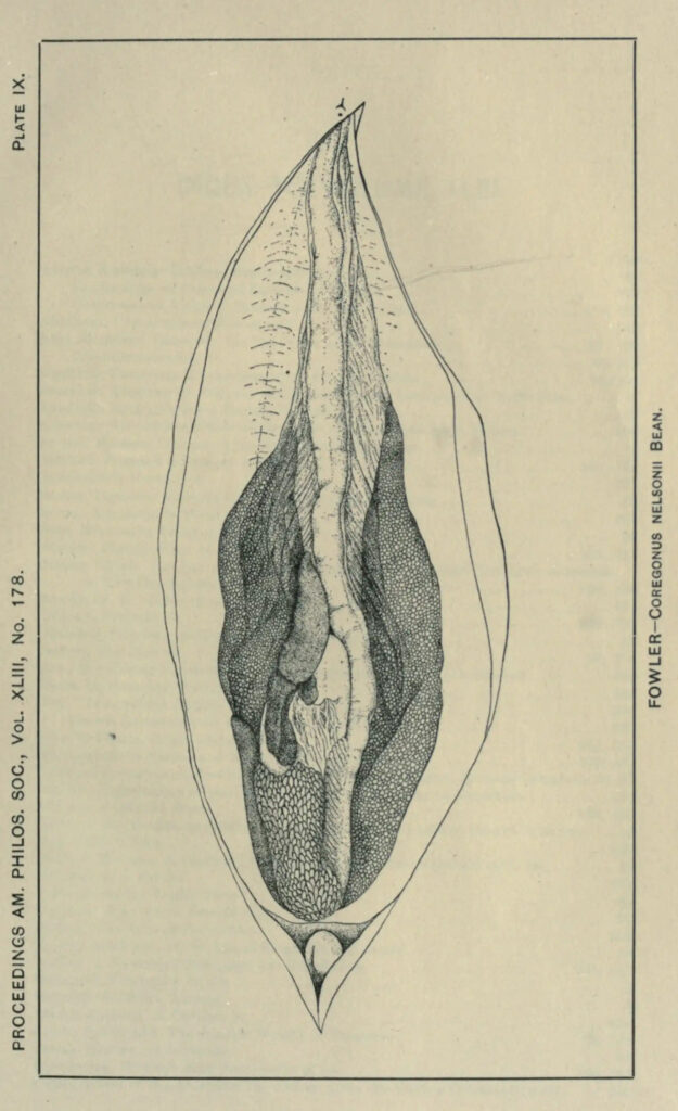 Science Art: <i>Fowler - Coregonus Nelsonii Bean.</i>