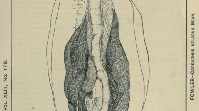 Scientific illustration of fish guts, the innards of a whitefish in black and white ink. It's very ... organic.