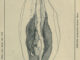 Scientific illustration of fish guts, the innards of a whitefish in black and white ink. It's very ... organic.