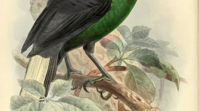 Scientific illustration of a brilliant green bird perched on a branch.