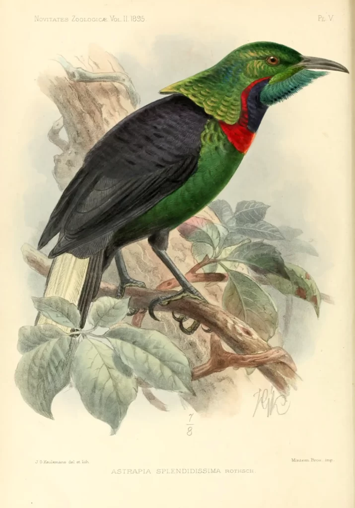 Science Art: <i>Astrapia Splendidissima</i>, 1895