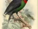 Scientific illustration of a brilliant green bird perched on a branch.