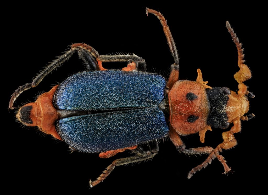 Science Art: <i>Collops bipunctatus, U, Back, SD, Pennington County</i>, 2013