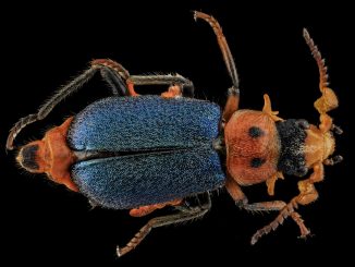 Scientific illustration of a colorful beetle: blue wings, red body, fine white hairs.