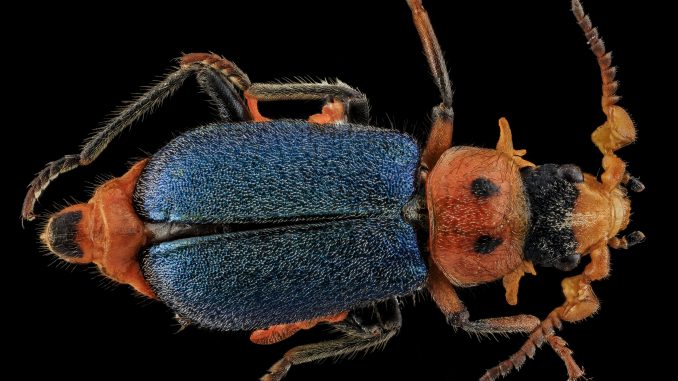 Scientific illustration of a colorful beetle: blue wings, red body, fine white hairs.