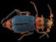 Scientific illustration of a colorful beetle: blue wings, red body, fine white hairs.