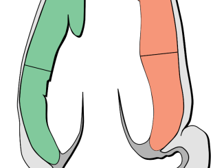 Scientific illustration of the heart as a simple diagram of a muscle around an empty space, the valve between ventricle and atrium opening like a flower blooming.