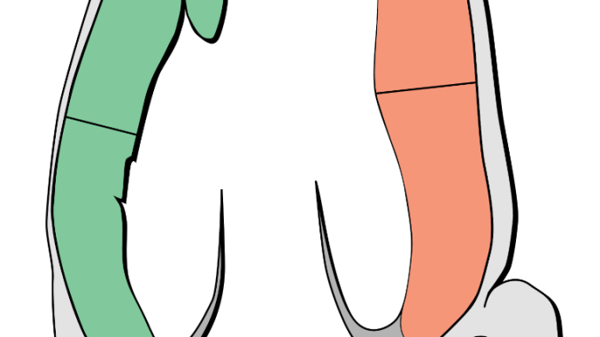 Scientific illustration of the heart as a simple diagram of a muscle around an empty space, the valve between ventricle and atrium opening like a flower blooming.