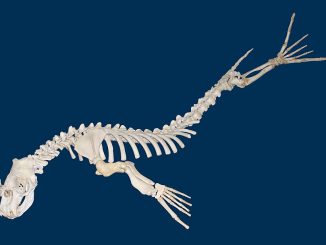 Scientific illustration of an elephant seal skeleton, white bones on a blue background, as if it's swimming.
