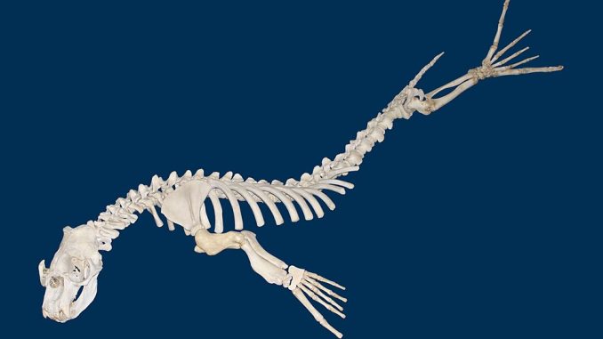 Scientific illustration of an elephant seal skeleton, white bones on a blue background, as if it's swimming.