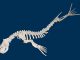 Scientific illustration of an elephant seal skeleton, white bones on a blue background, as if it's swimming.