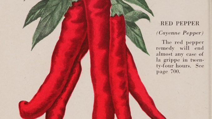 A vividly red drawing of cayenne pepper in an old encyclopedia of health, listing red pepper as a cure for la grippe.