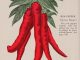 A vividly red drawing of cayenne pepper in an old encyclopedia of health, listing red pepper as a cure for la grippe.